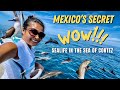 AMAZING WILDLIFE in the SEA OF CORTEZ - SAILING LIFE ON JUPITER EP148