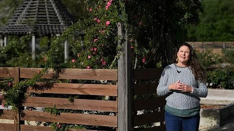 Get It Growing: Peggy Martin rose has a name with ...