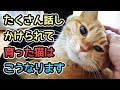 たくさん話しかけられて育った猫が見せる行動・仕草