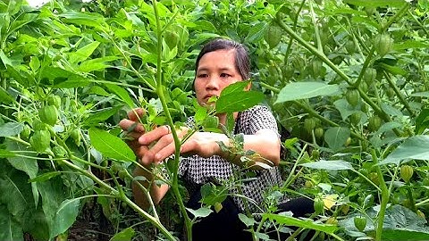 công dụng chữa bệnh bất ngờ từ cây Tầm Bóp ( Cây Lồng Đèn ) mà ít người biết