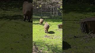 capybaras are in the yard walking about close by toronto canada may 17/2026