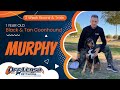 1yo Black and Tan Coonhound Murphy ~ Best Black and Tan Coonhound Trainers ~ Off Leash K9 Training