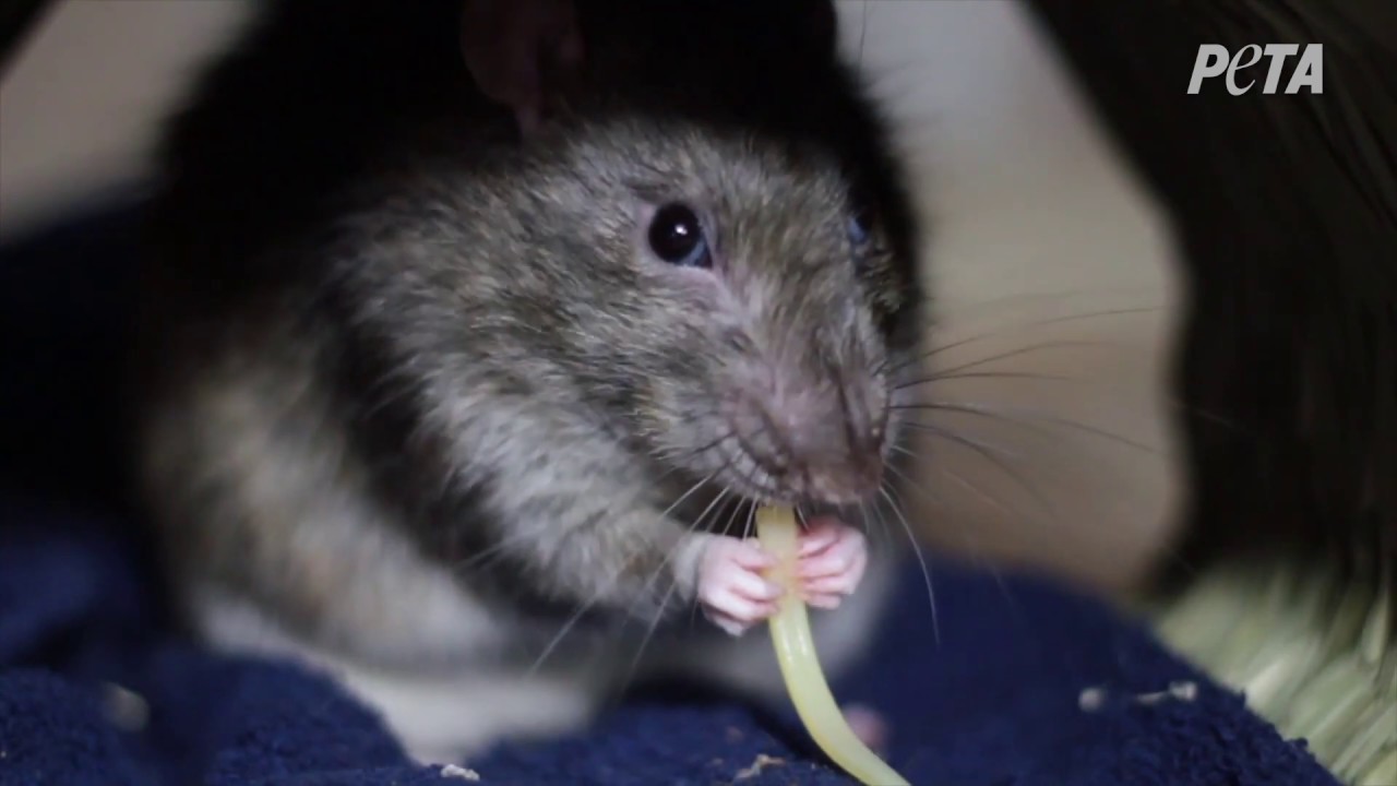 Pièges à Colle Pour Souris Autocollant De Panneau De Souris