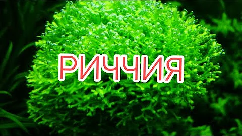 РИЧЧИЯ ПЛАВАЮЩАЯ. СОДЕРЖАНИЕ И УХОД