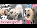 PICKING UP HUNTER FROM PET SALON | CHOW-CHOW