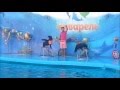 Thriller Dolphin Show Skadovsk/ Триллер шоу дельфінів Скадовськ