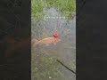 Fishing for LIFE in a Desi Village | A Day of Traditional Fishing in Rural Life,Desi Village Fishing