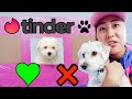 PUPPY TINDER IN REAL LIFE!!