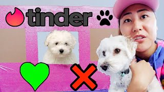 PUPPY TINDER IN REAL LIFE!!