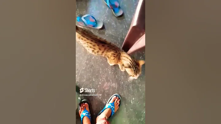 Video 2561921: cat baby sound