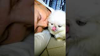 Cute Pomeranian Enjoy Kissing Viral Pomeranian