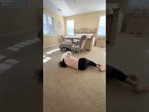 Dog's Funny Reaction