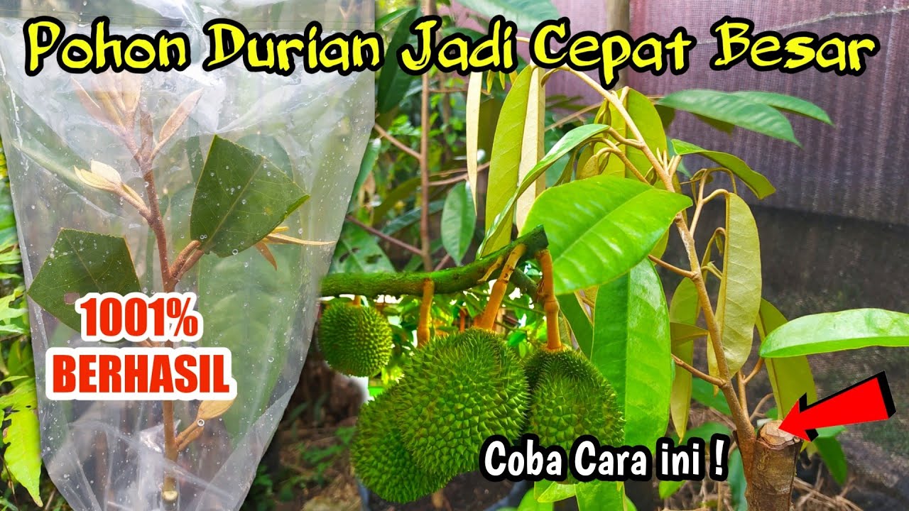 Nekat Membuat Bibit Durian dari Pohon yang Terlanjur Tua, Begini Hasilnya !!