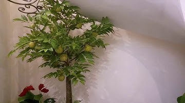 Thi công đồi nhân tạo gầm cầu thang đẹp tại hà nội. LH:0977331383