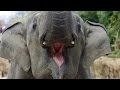 Understanding Asian Elephants and Conservation
