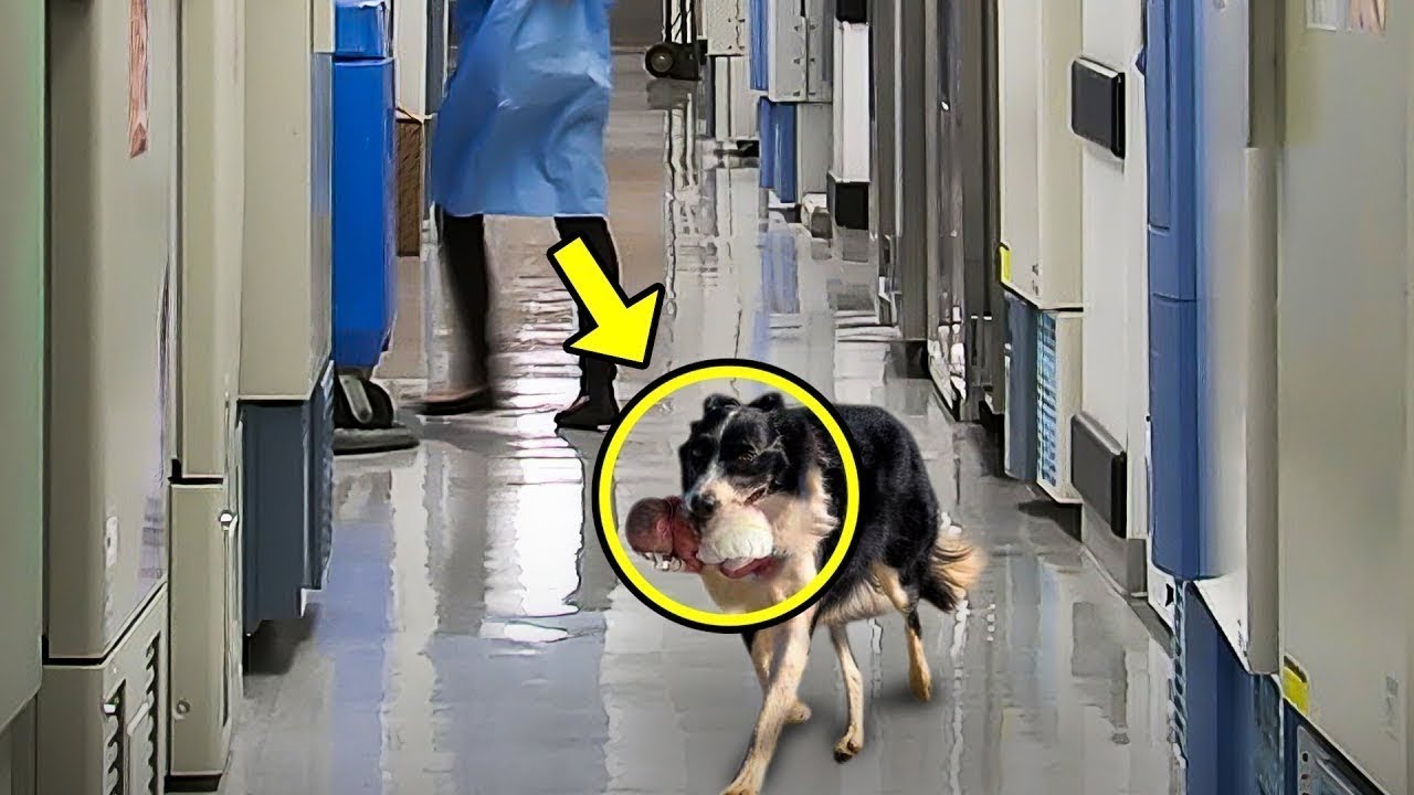 The Dog Suddenly Ran Into The Hospital The Nurse Burst Into Tears When 