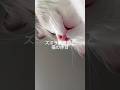 ズボラ看護師と猫の休日