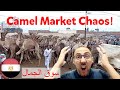 CAMEL MARKET CHAOS!  the camel market at Birqash, Cairo, Egypt