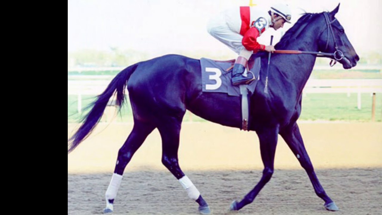 резвая скаковая лошадь. кобыла раффиан. резвая скаковая лошадь. вороная лошадь на скачках. резвая.