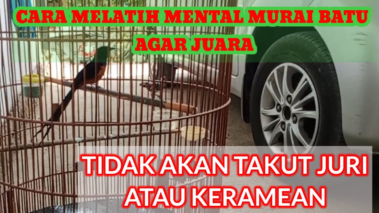 Cara Melatih Mental Murai Batu Muda untuk Kinerja Terbaik Cara Melatih Mental Murai Batu Muda untuk Kinerja Terbaik