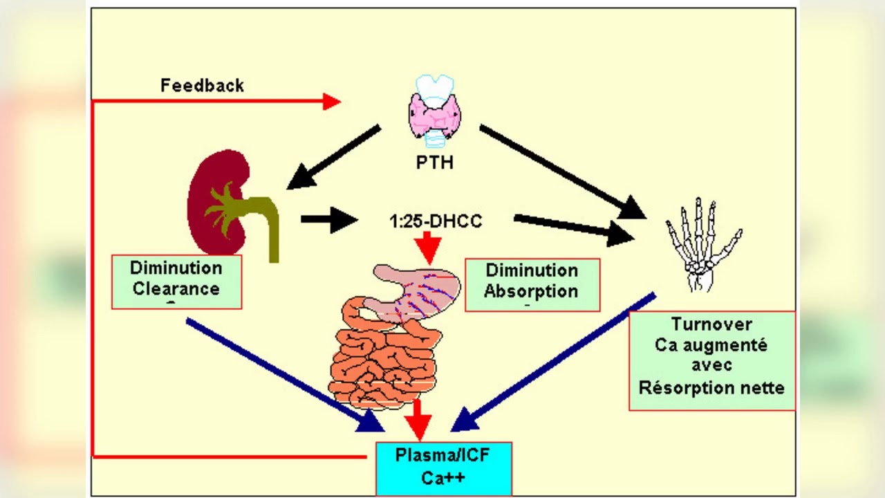 MÉTABOLISME PHOSPHOCALCIQUE YouTube