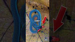 Deadliest Snake Youve Never Heard Of Malayan Blue Coral Snake