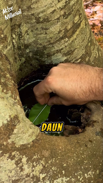 Wajib Tahu! Cara Menentukan Arah Tanpa Kompas Cuma Modal Jarum & Daun!'