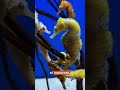 El macho de este animal se queda embarazado 😳