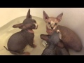 Sphynx Kitten Videos