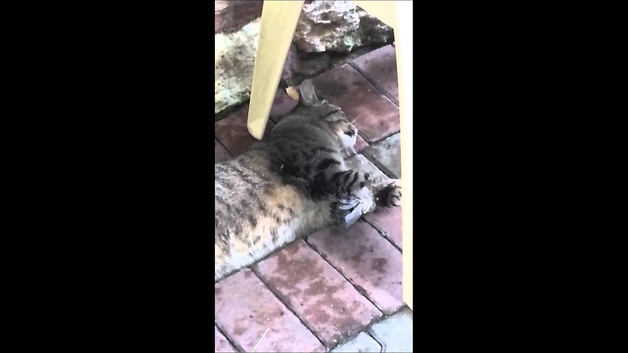 Kuşu öldürdü oynadı yemedi. katil kedi YouTube
