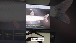 Сидел 5 дней итог сегодня зашёл трофей Амур белый размот 150 160 метров было