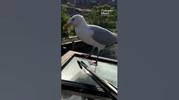 Чайка отказывается уходить из дома. - Чайка Стивен - @FeedingSteven  👈👈​