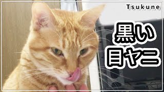 【猫】黒い目ヤニの塊！キャットフードを変えたら改善しました！ by 茶トラ猫つくね / Tsukune 2,063 views 2 years ago 2 minutes, 51 seconds