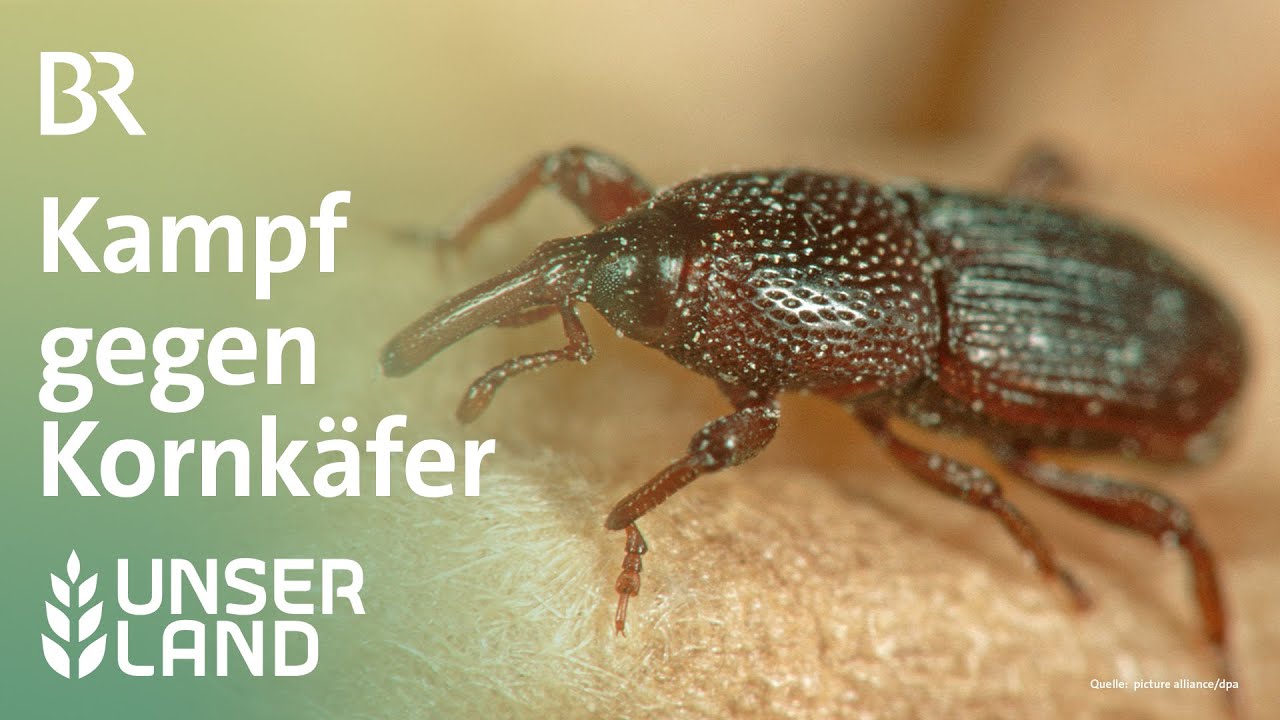 Schädlinge im Getreide: Kornkäfer mit Mikrofon aufspüren | Unser Land | BR Fernsehen