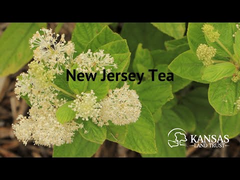 Video: What Is A New Jersey Tea Plant - Guide to New Jersey Tea Shrub Care