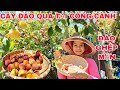BẦU SIÊU DÀI Đào Ghép Mận Cây Trái Công cành Thu Hoạch Vườn Nhà Ở Miền Bắc CALIFORNIA  Mỹ Hè 2024