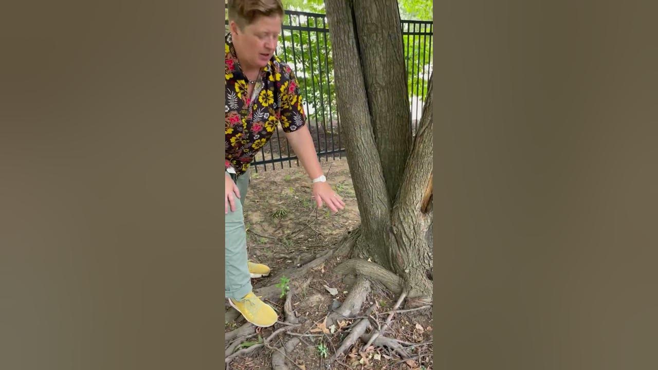 Girdling Roots On Trees