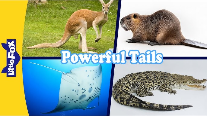 Elastik silikon kokraklar Anusni yalayotgan yigitning pornosini onlayn tomosha qiling