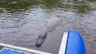 Friendly Alligator!