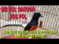 Murai Batu Ful Gacor Ful Power Cocok Untuk Pancingan Mb Macet Bunyi Mp3 - Mp4 Download