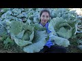 Harvest cabbage in my village and cooking food for my lunch - Healthy vegetable