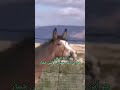 جحش بغل نغل للنهايه جحش بغل نغل للنهايه