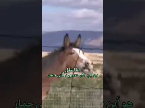 جحش بغل نغل للنهايه