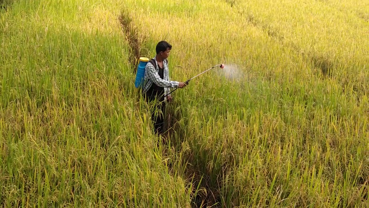 Indian farmer( pesticide spray ) AT_ Majhipali /khari /sonepur /odisha