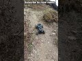 “This RC Car Climbed the Impossible 😳”