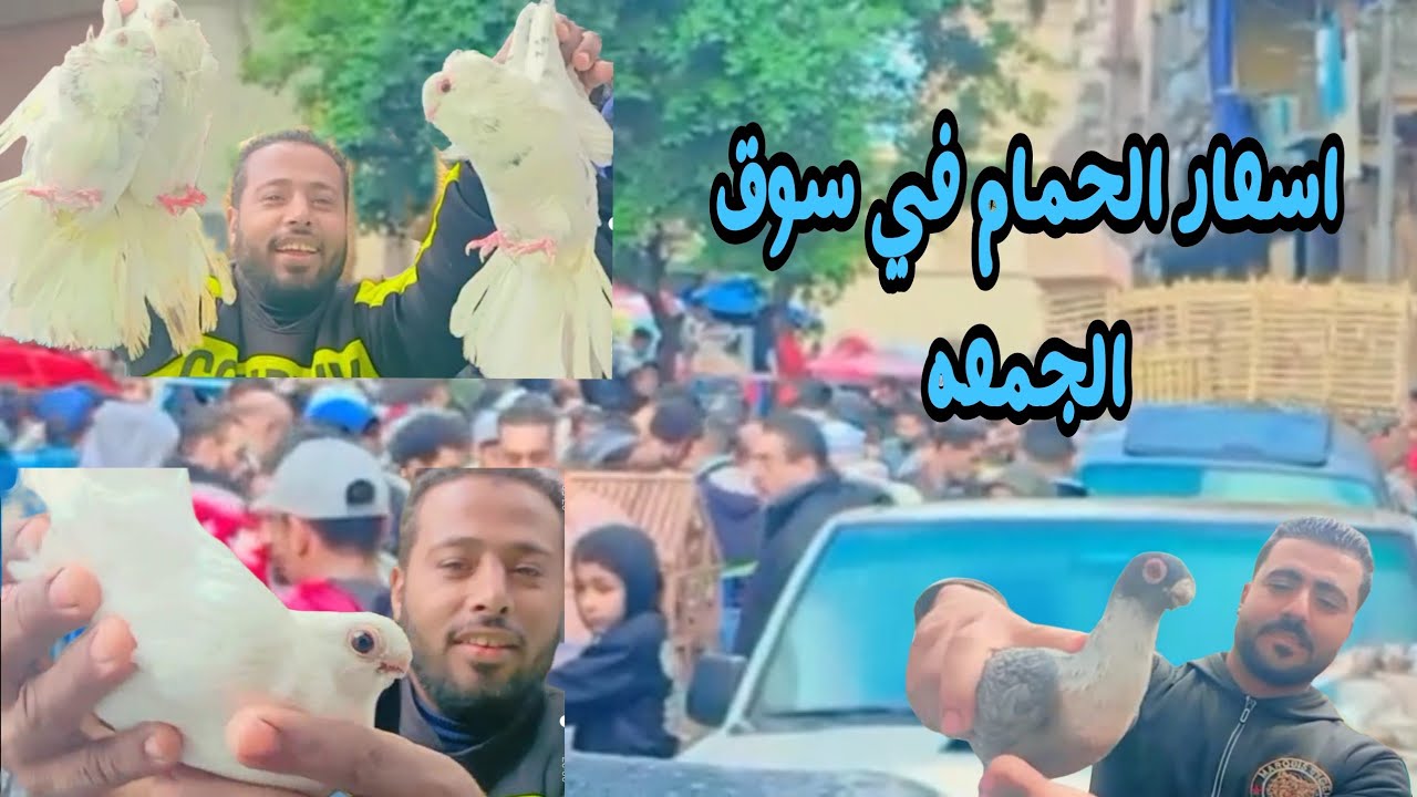 اسعار الحمام في سوق الجمعه في الشتاء 🥶🌧#سوق الحمام مع حمدي ابو نور عاشق الحمام والطيور 