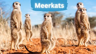 Meerkats: Stand And Protect by Lord of Animals 734 views 8 months ago 3 minutes, 9 seconds