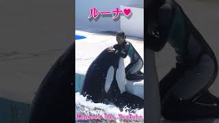 愛が溢れてる♥ #Shorts #鴨川シーワールド #シャチ #kamogawaseaworld #orca #killerwhale
