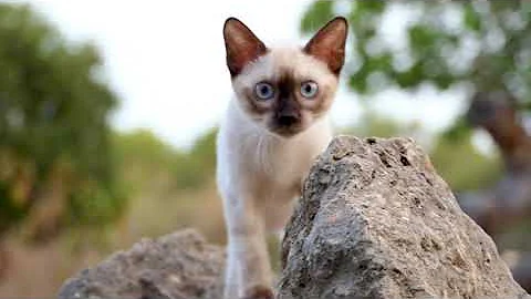 Video 1469881: lynx bengal kitten, bengal kitten girl