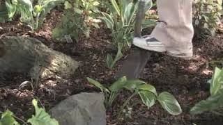 How to Grow LilyoftheValley (Convallaria Majalis)